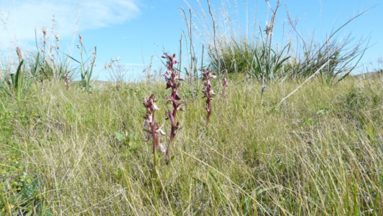 Ophrys ...e invito a fotografare orchidee nella RNO T. Salsa